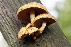 Herbststimmung-25-10-09 016.jpg